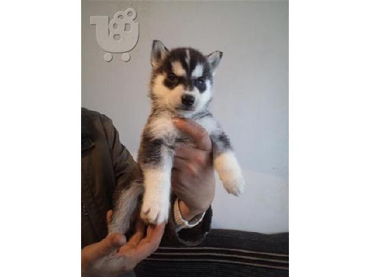 HUSKY καθαροαιμα 6979314054 ΡΟΔΟΣ